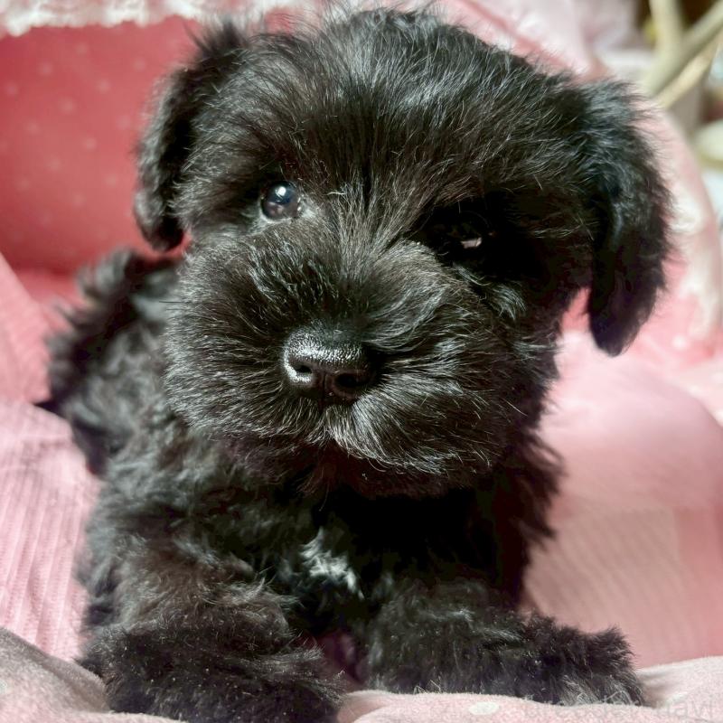 販売中の大阪府のミニチュアシュナウザー-441702の6枚目