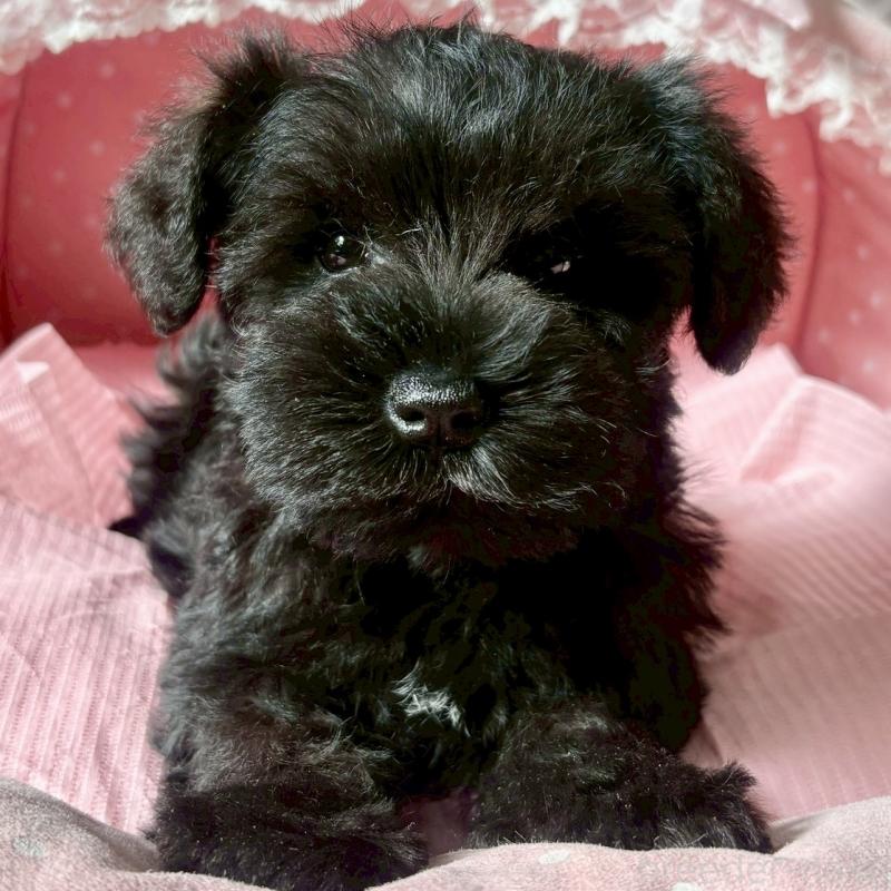 販売中の大阪府のミニチュアシュナウザー-441702の5枚目