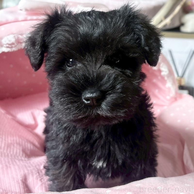 販売中の大阪府のミニチュアシュナウザー-441702の3枚目