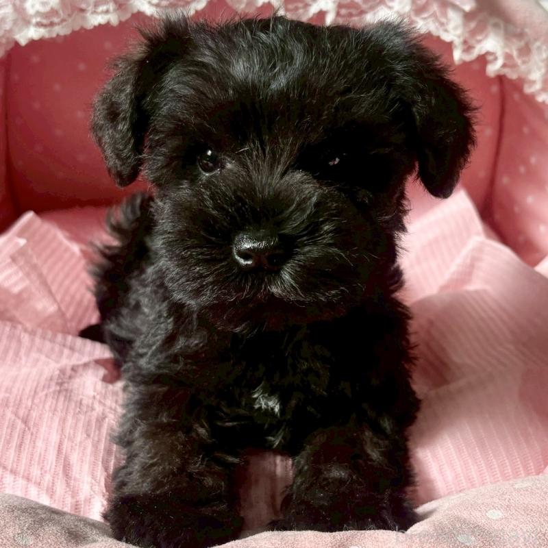 販売中の大阪府のミニチュアシュナウザー-441702の2枚目