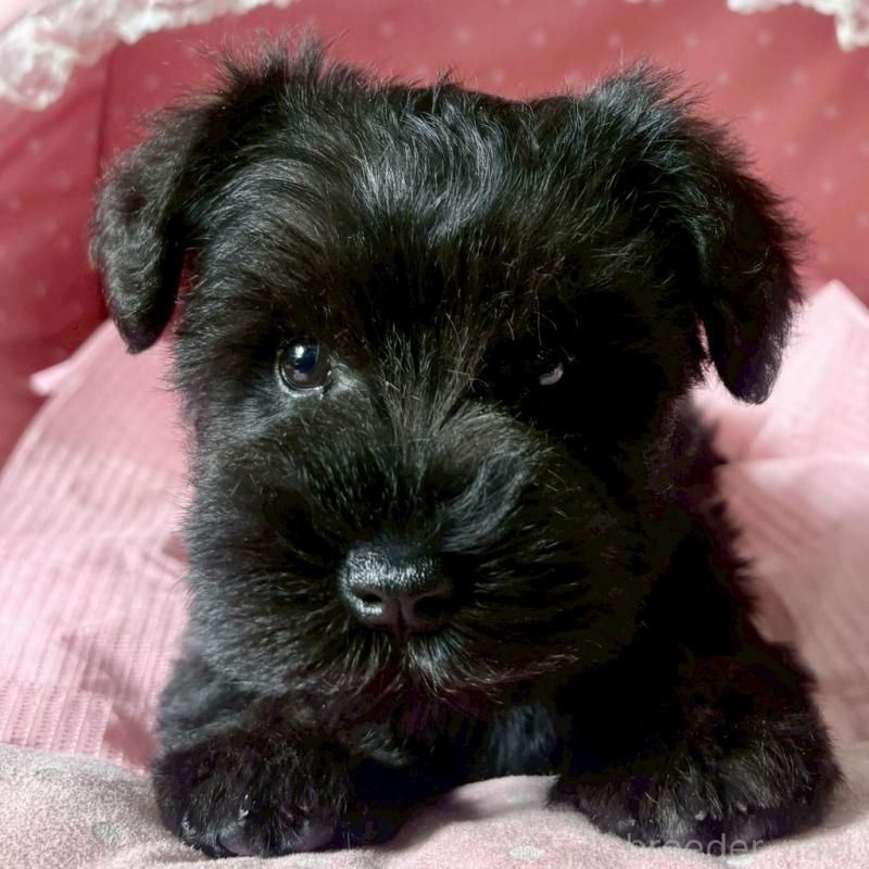 販売中の大阪府のミニチュアシュナウザー-441702