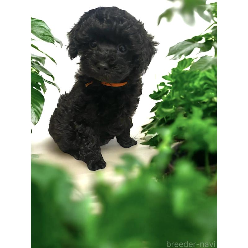 成約済の岡山県のトイプードル-438843の2枚目