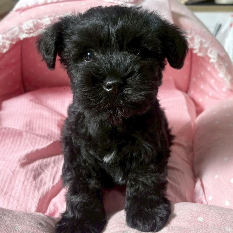 販売中の大阪府のミニチュアシュナウザー-441703の8枚目