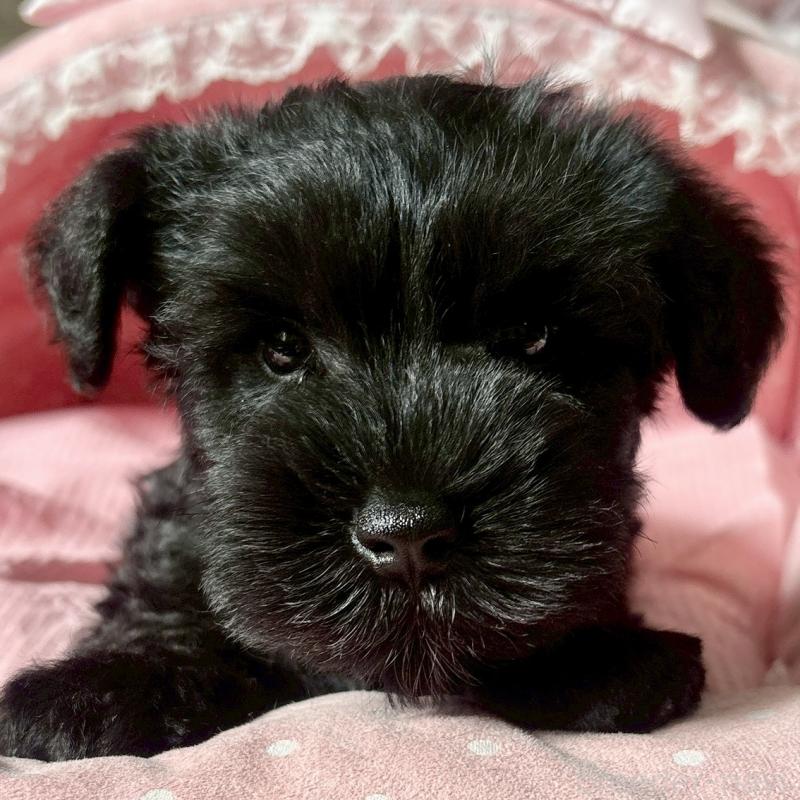 販売中の大阪府のミニチュアシュナウザー-441703の7枚目