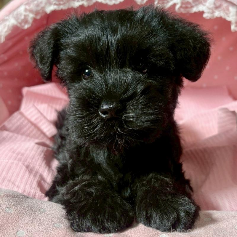 販売中の大阪府のミニチュアシュナウザー-441703の6枚目