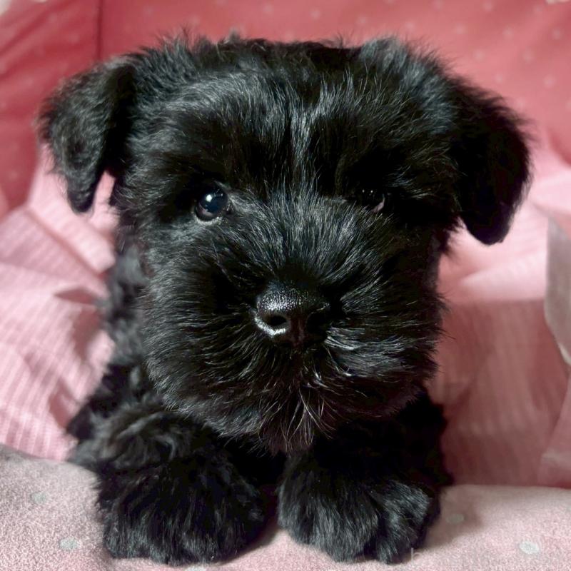 販売中の大阪府のミニチュアシュナウザー-441703の5枚目