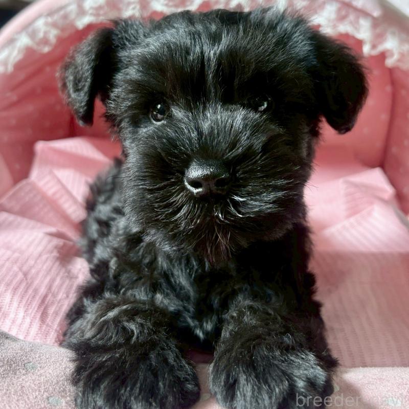 販売中の大阪府のミニチュアシュナウザー-441703の4枚目