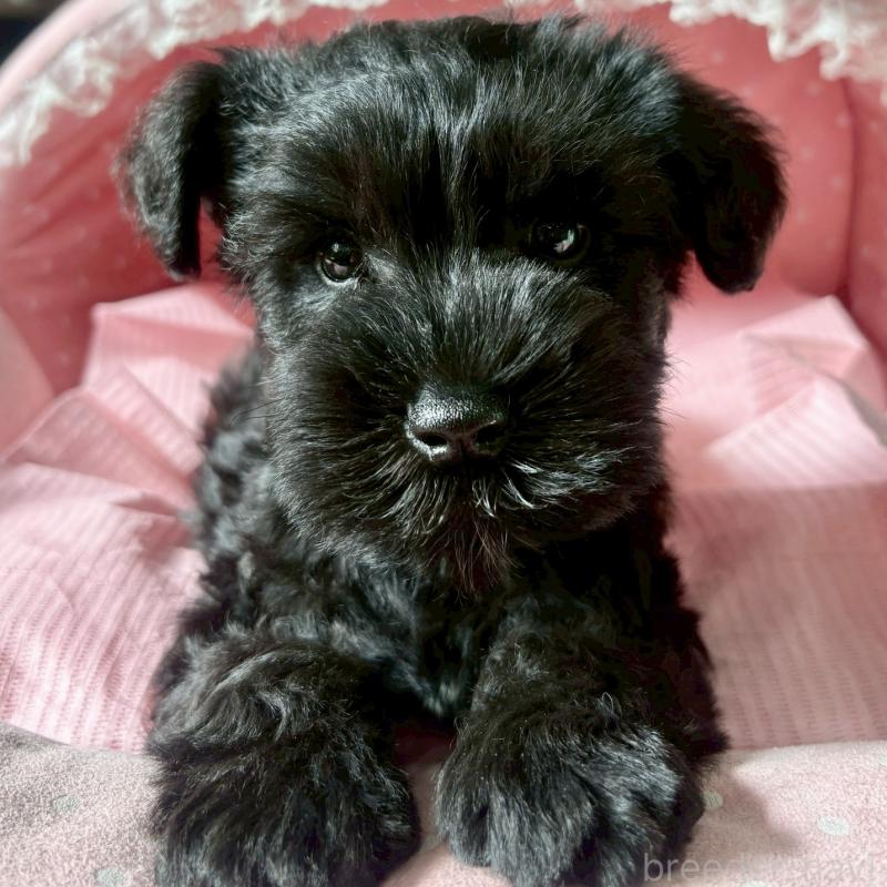 販売中の大阪府のミニチュアシュナウザー-441703の3枚目