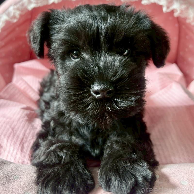 販売中の大阪府のミニチュアシュナウザー-441703の2枚目