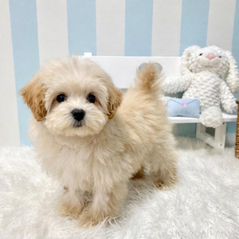 販売中の栃木県のマルプー:マルチーズ×トイプードル-440819の4枚目