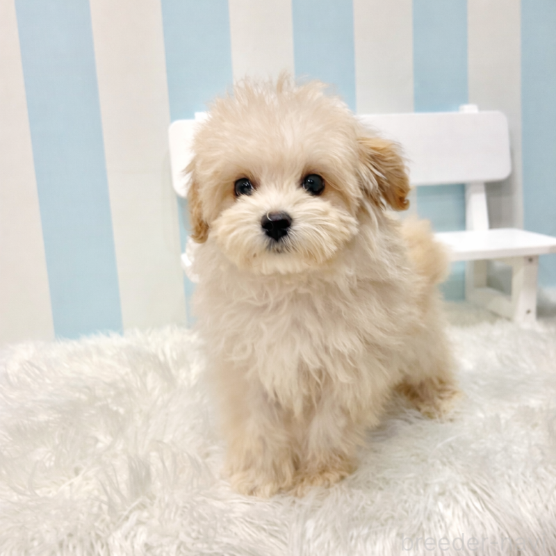 販売中の栃木県のマルプー:マルチーズ×トイプードル-440819の3枚目