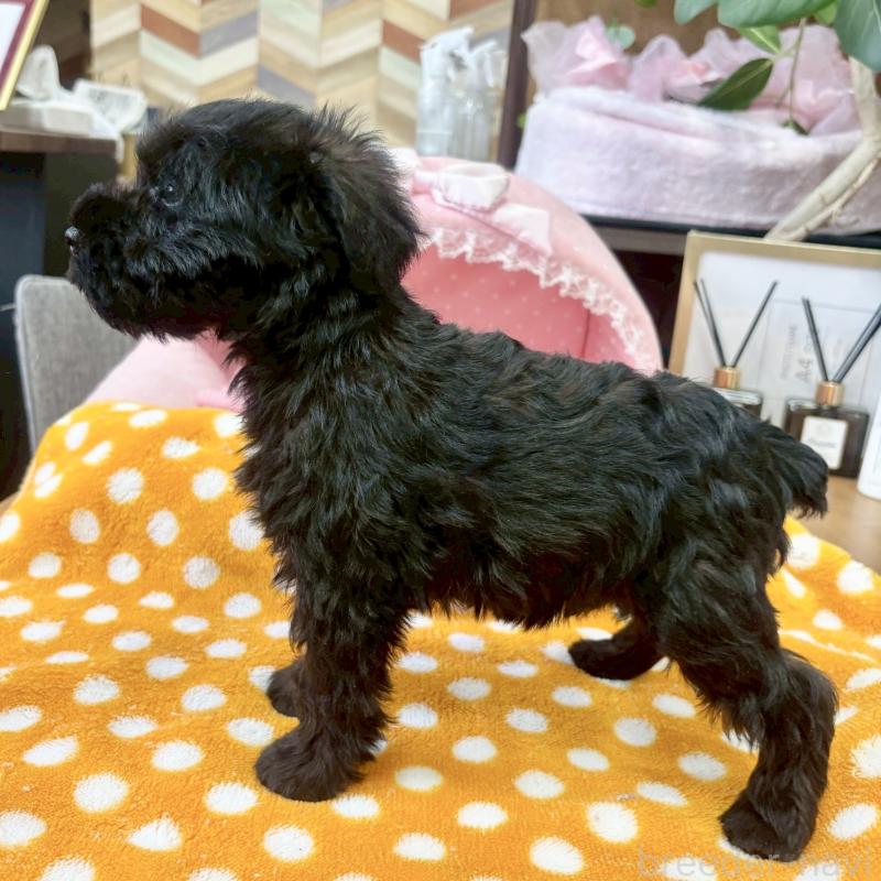 販売中の大阪府のミニチュアシュナウザー-441705の8枚目