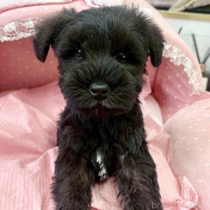 販売中の大阪府のミニチュアシュナウザー-441705の7枚目