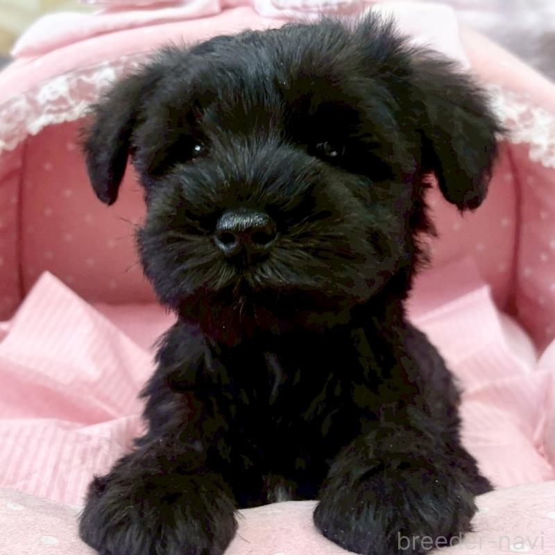 販売中の大阪府のミニチュアシュナウザー-441705の6枚目