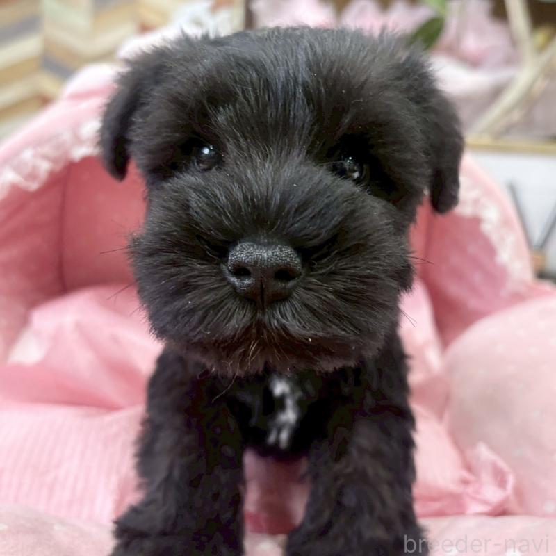 販売中の大阪府のミニチュアシュナウザー-441705の5枚目