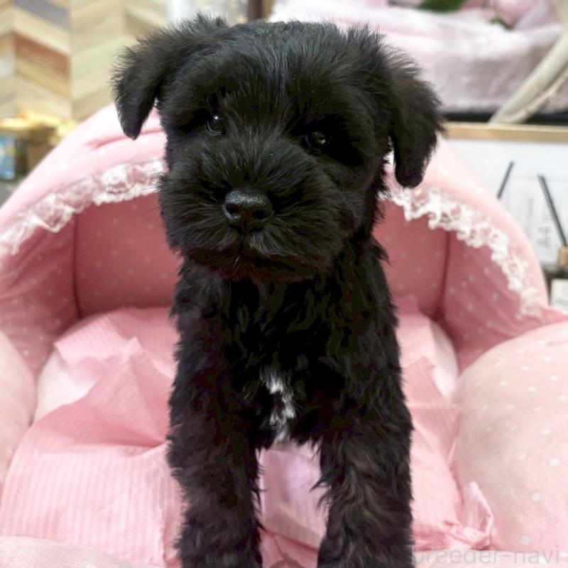 販売中の大阪府のミニチュアシュナウザー-441705の4枚目