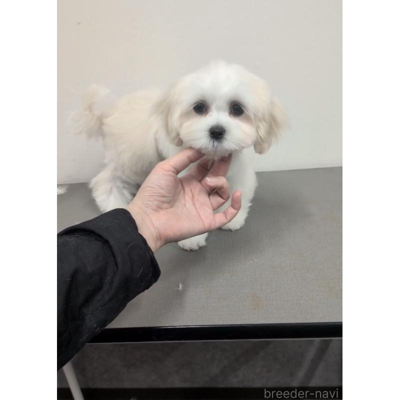 販売中の福岡県のミックス犬-424001の3枚目