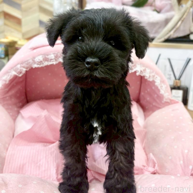 販売中の大阪府のミニチュアシュナウザー-441705の3枚目