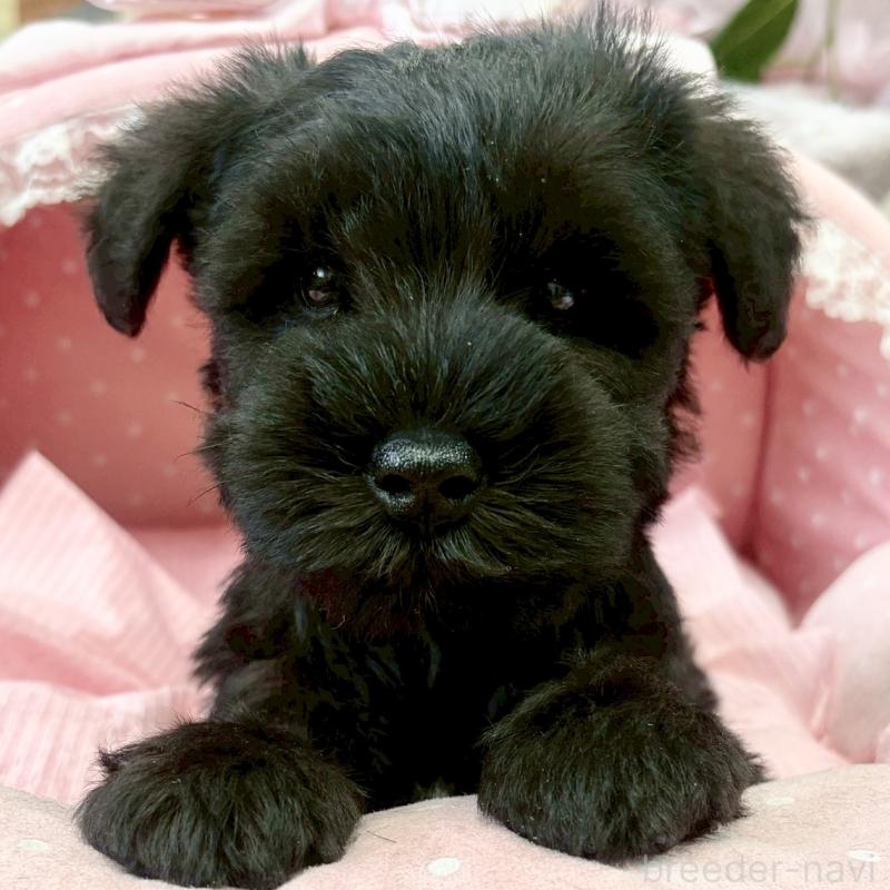 販売中の大阪府のミニチュアシュナウザー-441705の2枚目