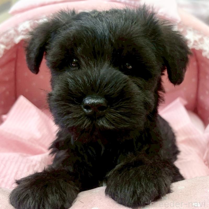 販売中の大阪府のミニチュアシュナウザー-441705