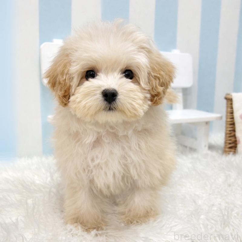 販売中の栃木県のマルプー:マルチーズ×トイプードル-440819