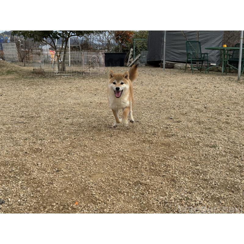 販売中の岡山県の柴犬-441707の4枚目