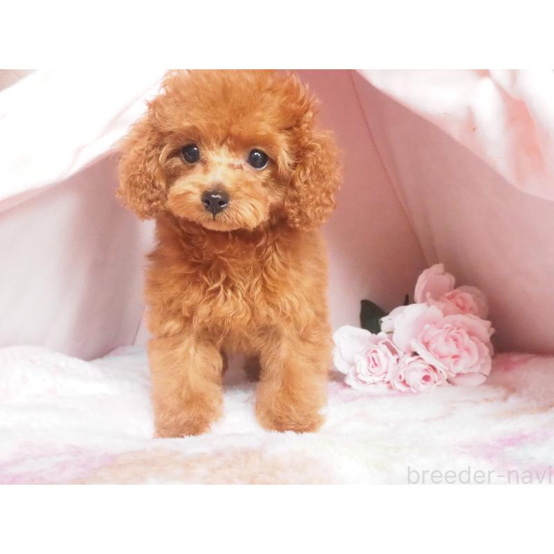 販売中の岡山県のタイニープードル-441709の3枚目