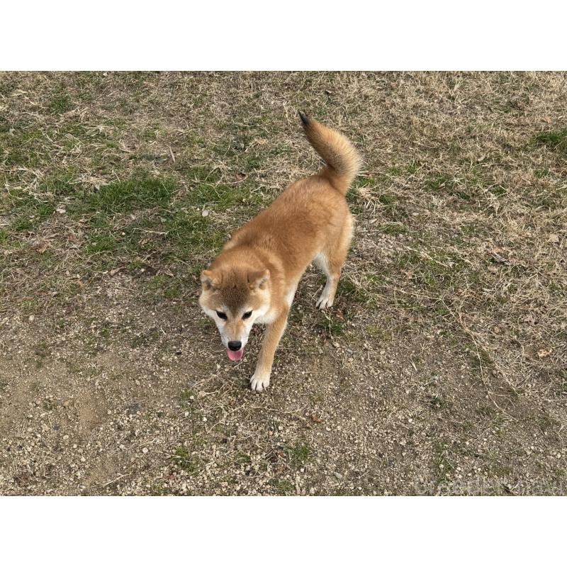 販売中の岡山県の柴犬-441707の3枚目