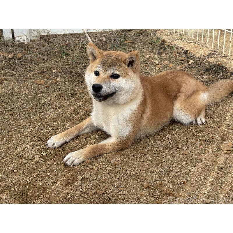 販売中の岡山県の柴犬-441707の2枚目