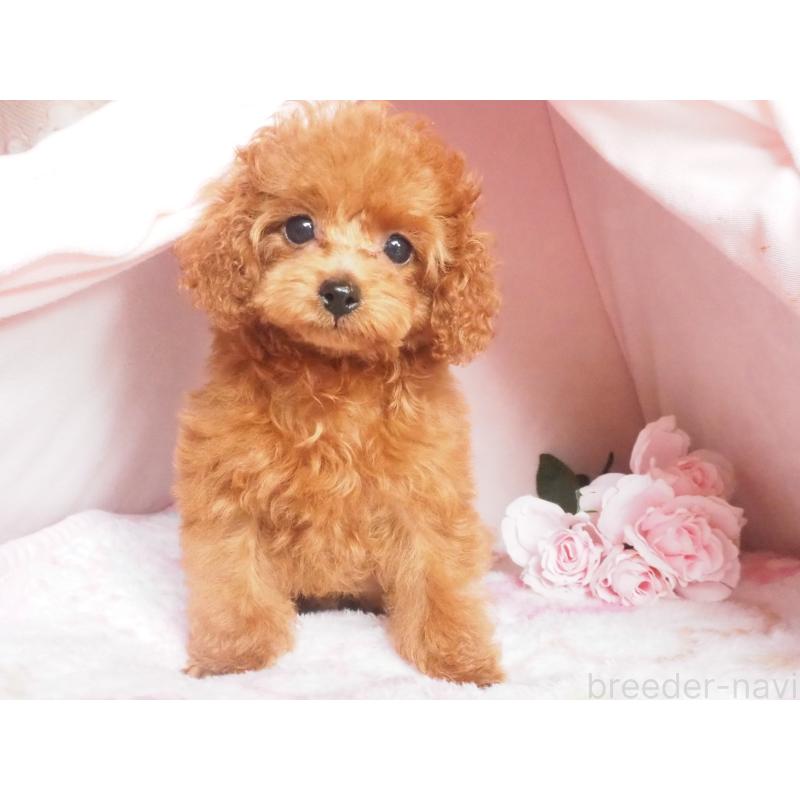 販売中の岡山県のタイニープードル-441709の2枚目