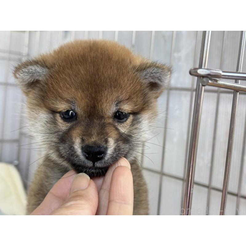 販売中の岡山県の柴犬-441708の5枚目