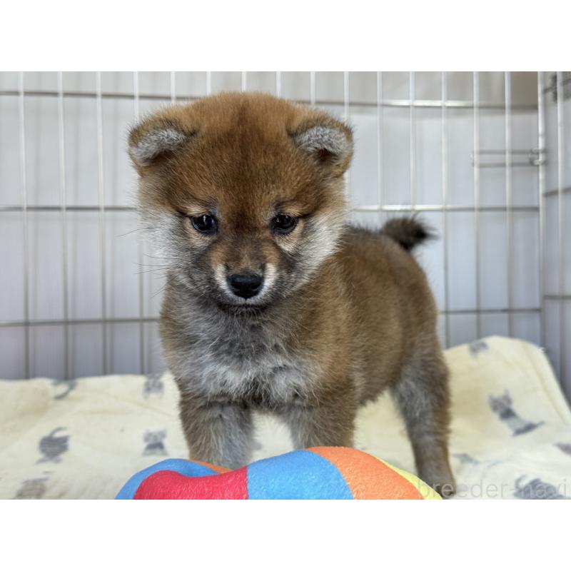 販売中の岡山県の柴犬-441708の3枚目