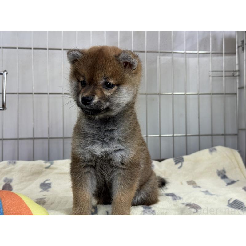 販売中の岡山県の柴犬-441708の2枚目