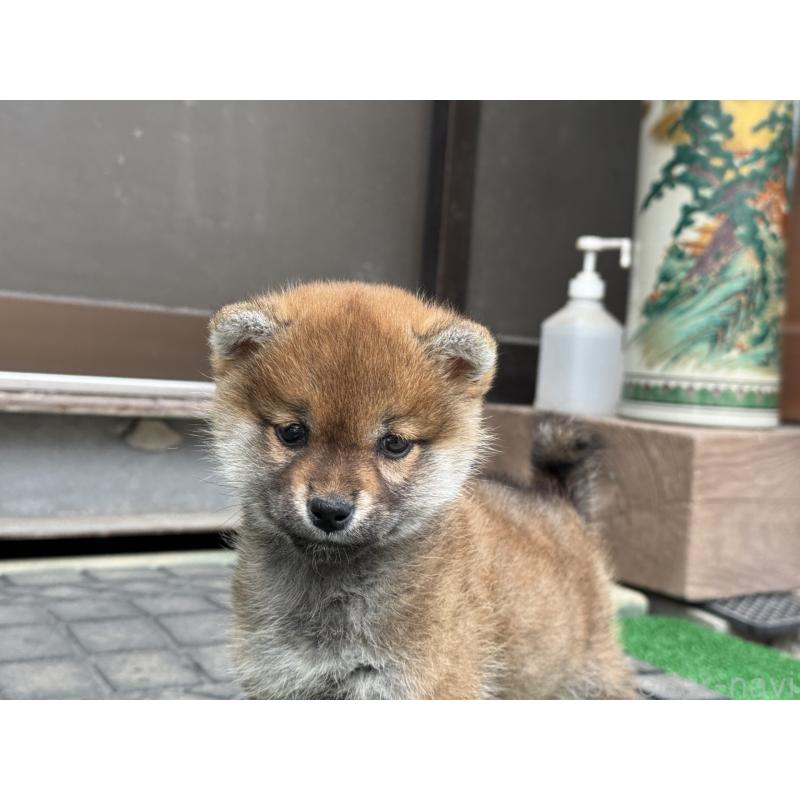 販売中の岡山県の柴犬-441708の1枚目