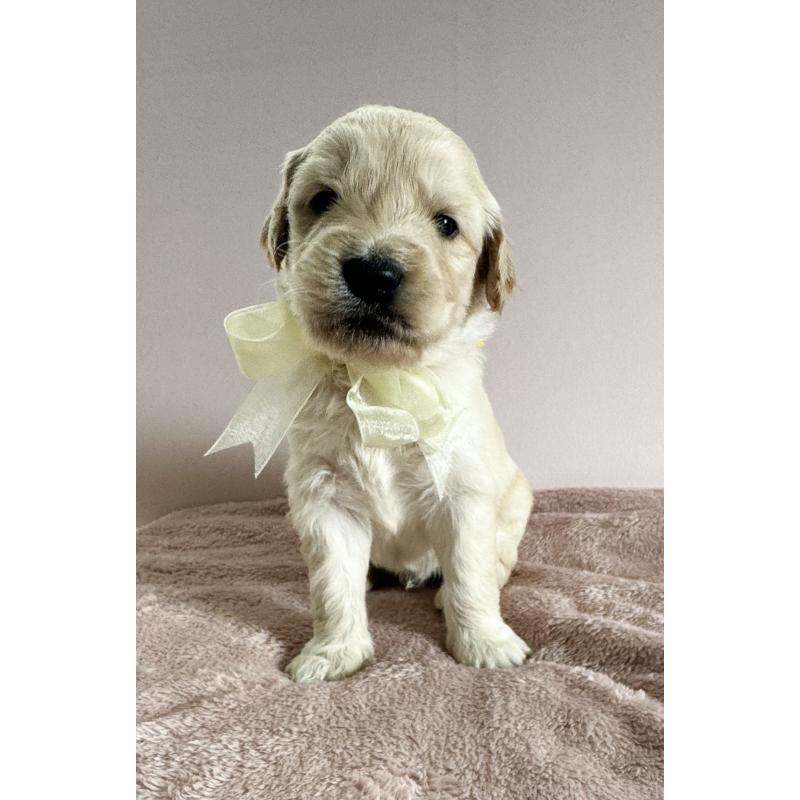 販売中の岐阜県のゴールデンドゥードル:ゴールデンレトリーバー×プードル-440869