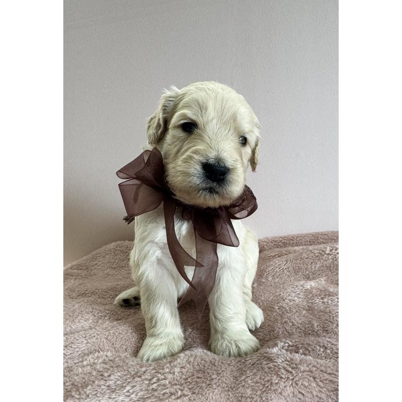 商談中の岐阜県のゴールデンドゥードル:ゴールデンレトリーバー×プードル-436729の6枚目