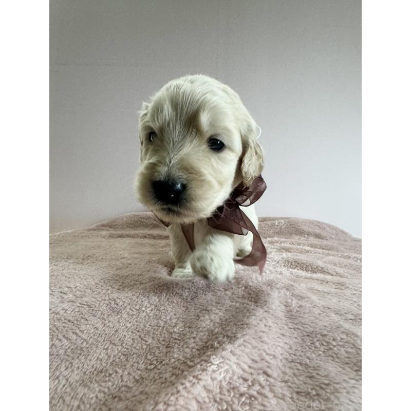 商談中の岐阜県のゴールデンドゥードル:ゴールデンレトリーバー×プードル-436729の5枚目