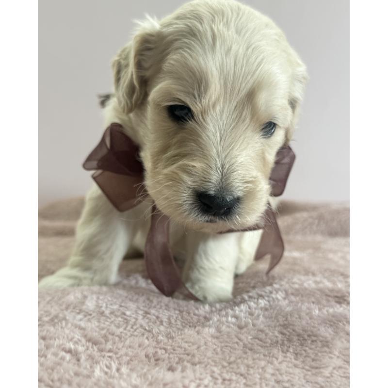 商談中の岐阜県のゴールデンドゥードル:ゴールデンレトリーバー×プードル-436729の4枚目