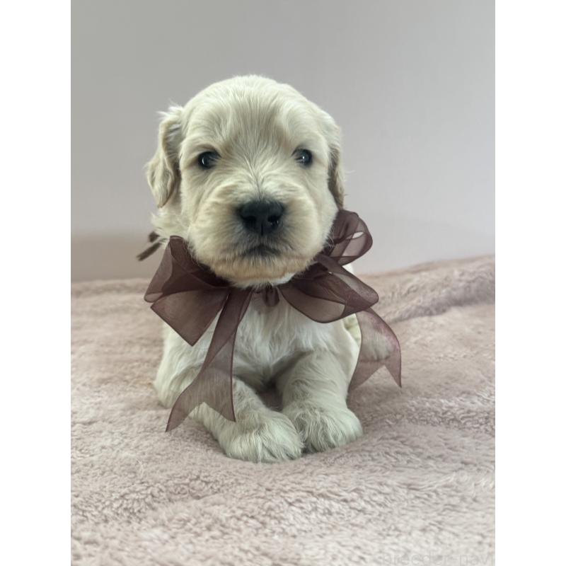 商談中の岐阜県のゴールデンドゥードル:ゴールデンレトリーバー×プードル-436729の3枚目