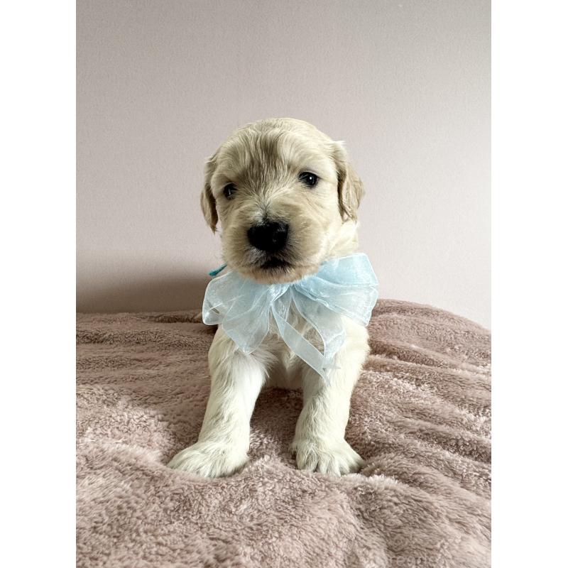 販売中の岐阜県のゴールデンドゥードル:ゴールデンレトリーバー×プードル-441711の2枚目