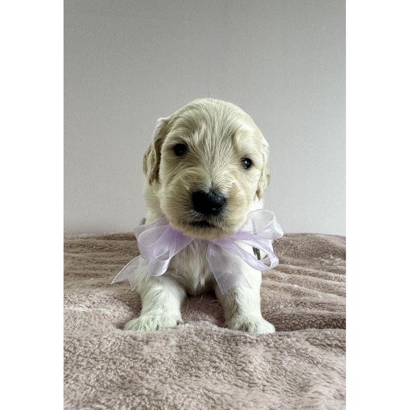 販売中の岐阜県のゴールデンドゥードル:ゴールデンレトリーバー×プードル-441712