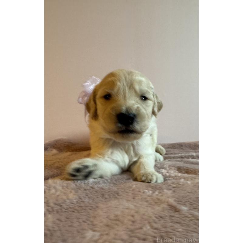 販売中の岐阜県のゴールデンドゥードル:ゴールデンレトリーバー×プードル-441712の3枚目