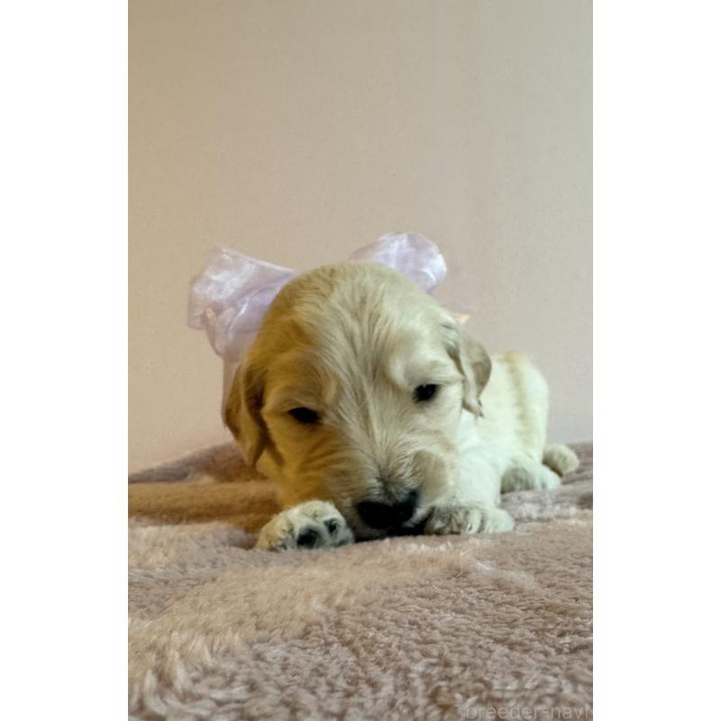 販売中の岐阜県のゴールデンドゥードル:ゴールデンレトリーバー×プードル-441712の2枚目