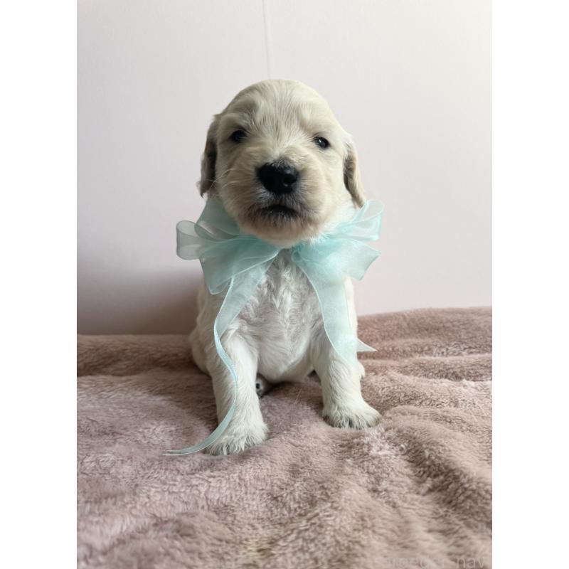 販売中の岐阜県のゴールデンドゥードル:ゴールデンレトリーバー×プードル-441713の2枚目