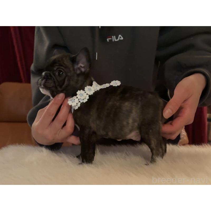 商談中の埼玉県のフレンチブルドッグ-436611の2枚目