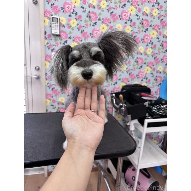 はなこちゃん1枚目