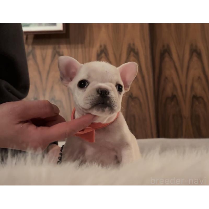商談中の埼玉県のフレンチブルドッグ-436612の2枚目