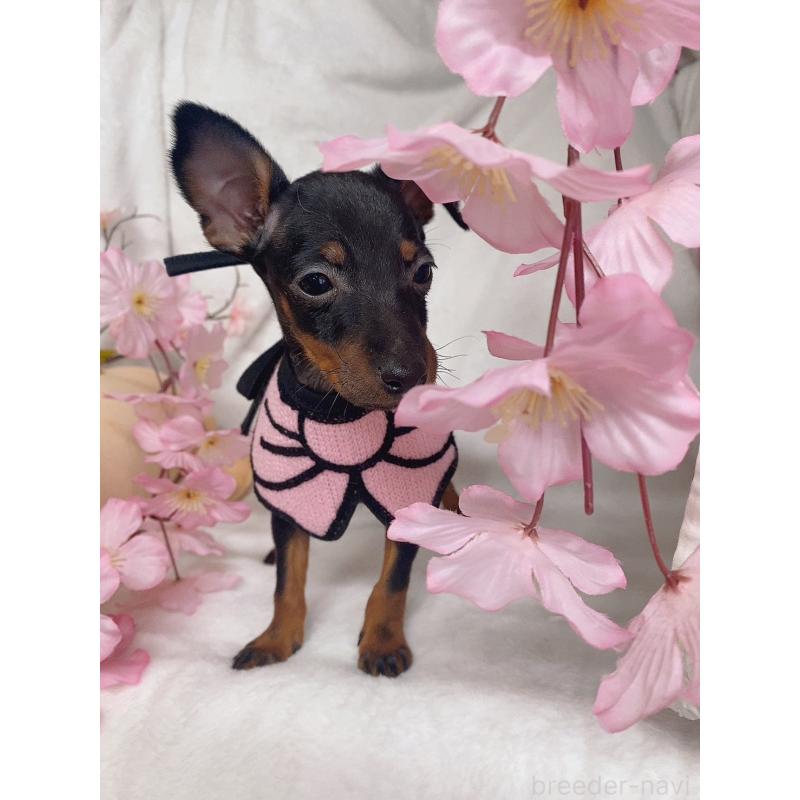 成約済の千葉県のトイマンチェスターテリア-435920の4枚目