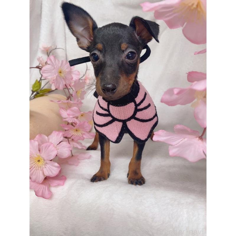 成約済の千葉県のトイマンチェスターテリア-435920の2枚目