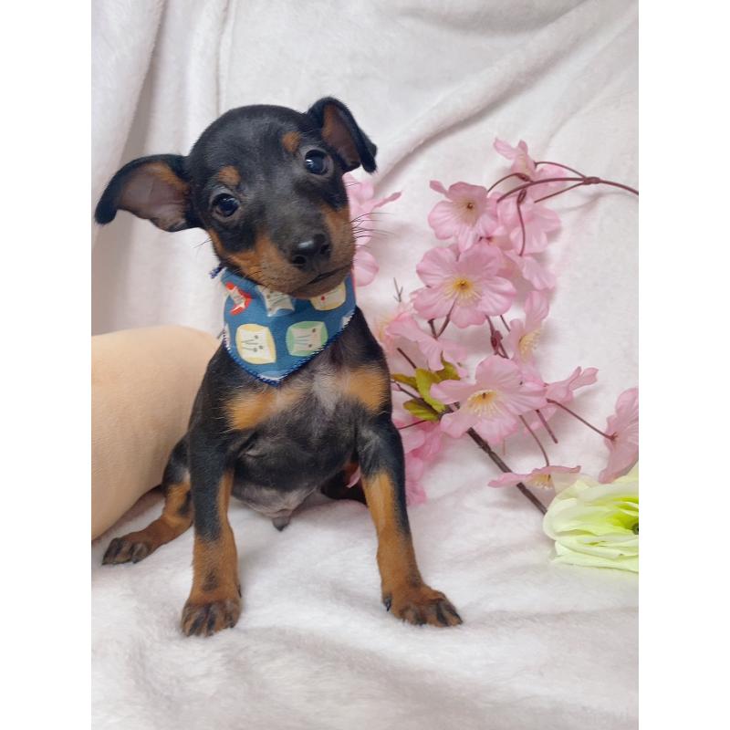 成約済の千葉県のトイマンチェスターテリア-435921の2枚目